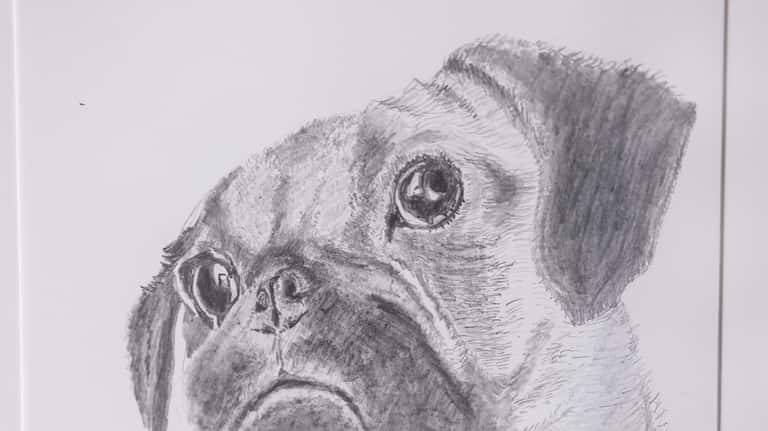 This pug's mug is one of Meschkow's sketches.