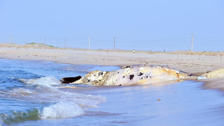 A dead humpback whale washed up onto Ponquogue Beach in Hampton...