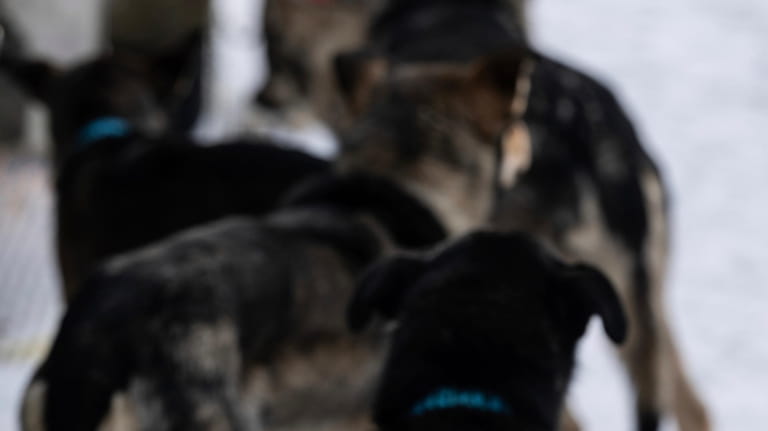 Sled dogs wait before the ceremonial start of the Iditarod...