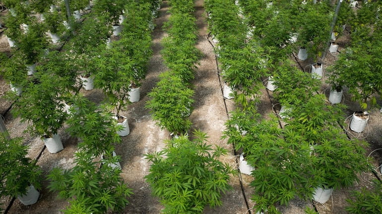 Rows of cannabis plants grow in the 20,000-square-foot greenhouse at...