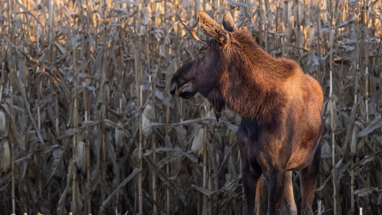 In this photo provided by Bernie Stang, a moose, named...