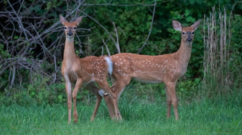 Deer graze in Southold on Monday.