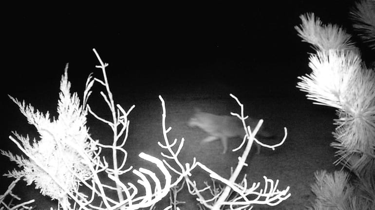 The animal, possibly a coyote, as seen by a trail camera in Robert...