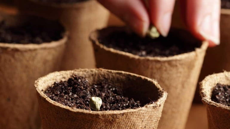 Planting seeds in small pots.