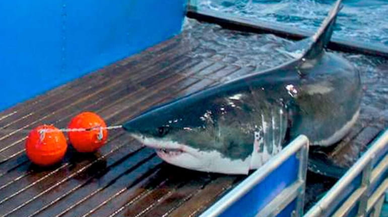 Great white shark Mary Lee was tagged by OCEARCH in...