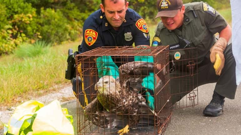 An American bald eagle, later euthanized because of severe injuries, earlier Thursday...