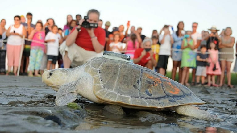 A turtle named "Namora" is released into the water off...