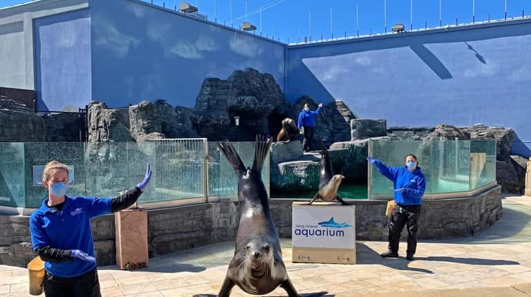 The Long Island Aquarium in Riverhead hosts sea lion shows...