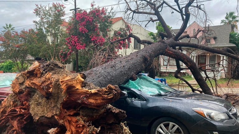 A toppled tree from the tropical storm covers a car...