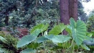 Tropical Colocasia (elephant ears) can be overwintered indoors.