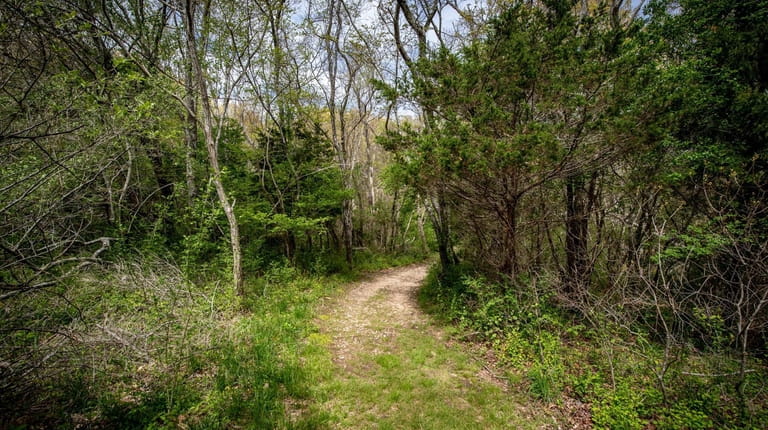 The trails at Ruth Oliva Preserve at Dam Pond in...