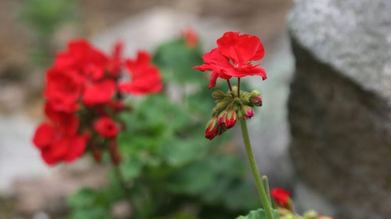 Geraniums can be stored over the winter for replanting next...