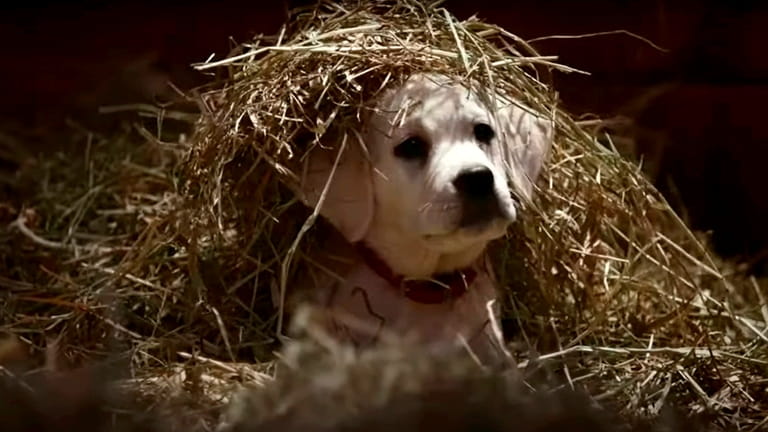 Budweiser '"Lost Dog" Super Bowl commercial (2015)