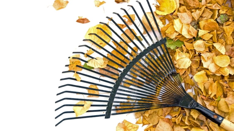 Add leaves to the compost pile when you rake this month.