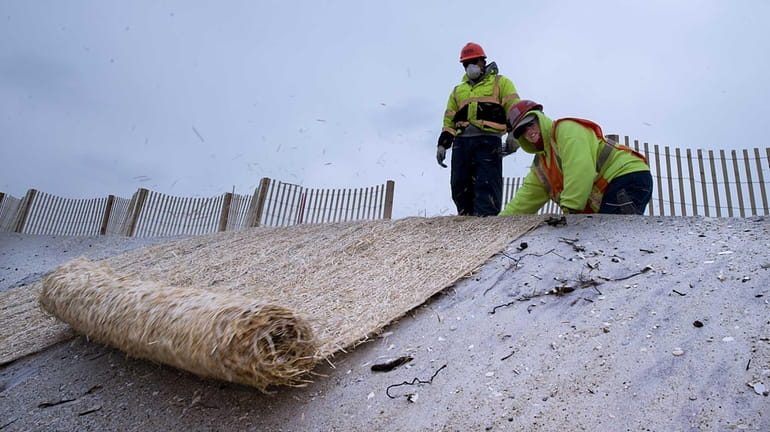 A worker stabilizes the dunes to protect the sand and...