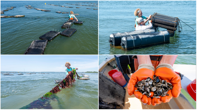Sue Wicks tends to her oyster farm as owner of Violet...