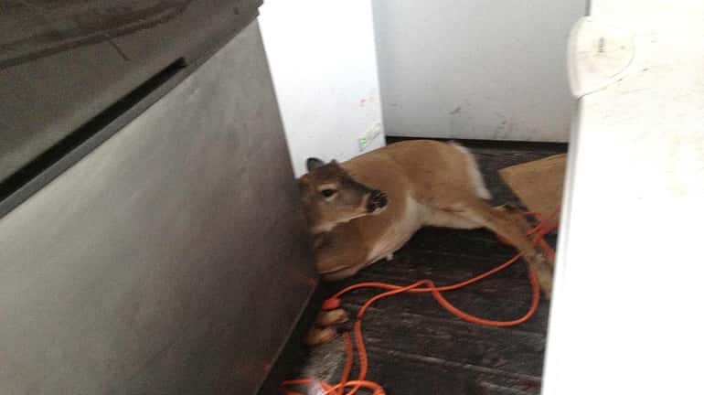 A deer is cornered at the Harbor Crab Co. restaurant...