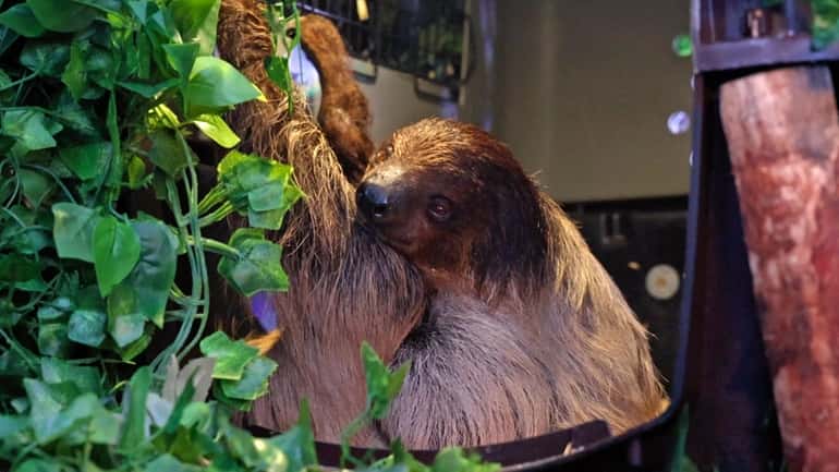Sloth Encounters, on Veterans Memorial Highway in Hauppauge, sells 30-minute...