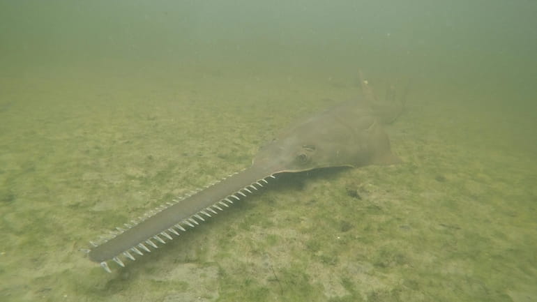 This image provided by NOAA shows a smalltooth sawfish. Endangered...