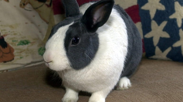 Pet rabbits require as much care as a dog or...