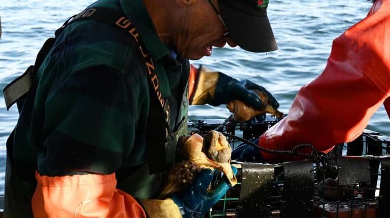 Captain Phil Karlin of Riverhead unloads conch from a whelk trap...