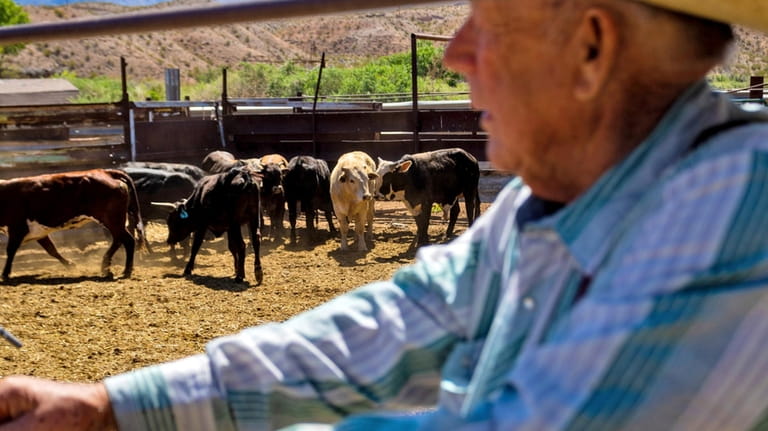 Cliven Bundy stands in a cattle pen at his ranch,...