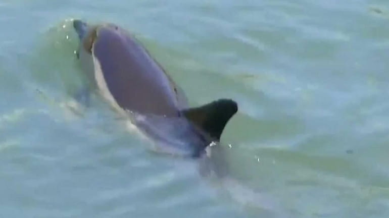 A dolphin was seen swimming in the Coney Island Creek...