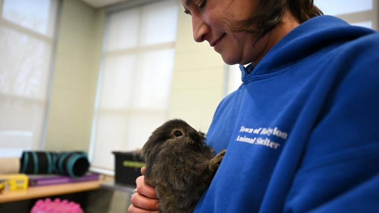 Babylon Town Animal Shelter employee Angela Diangson holds a bunny...