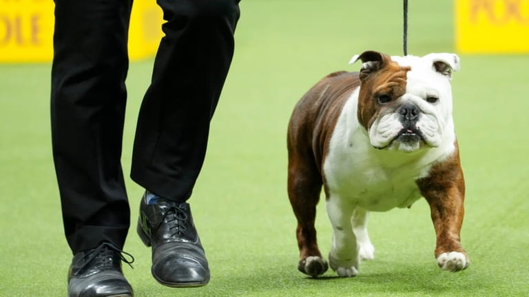 Star, a bulldog, competes in the non-sporting group competition during...
