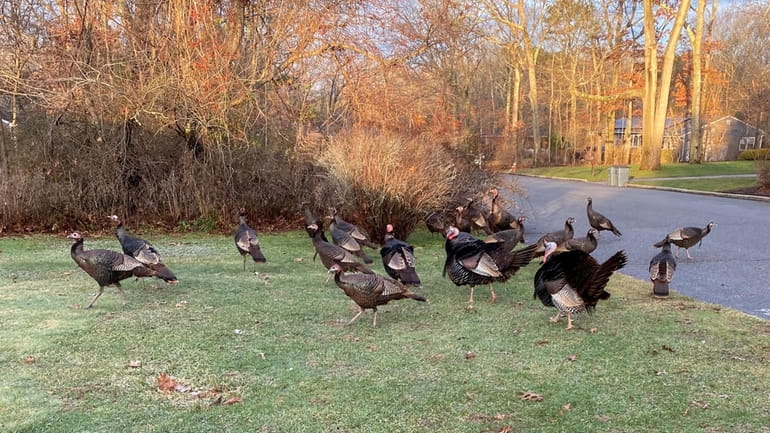 With most staying away from the street, turkeys enjoy some...