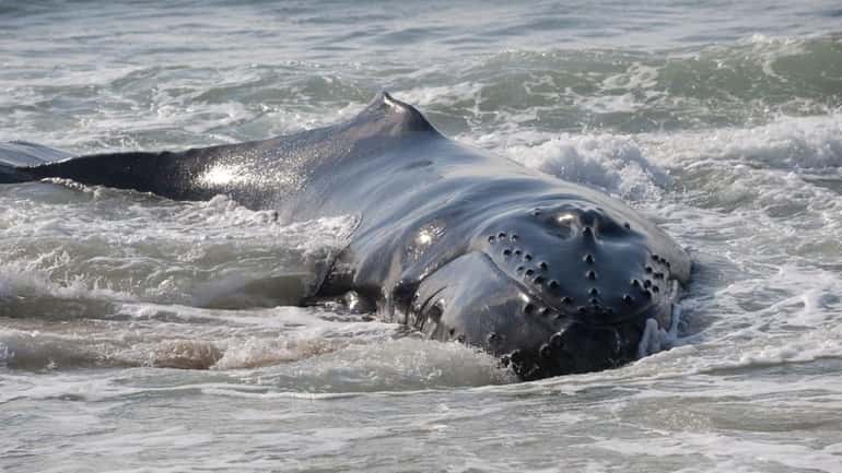 A whale that washed up yesterday morning near Main Beach...