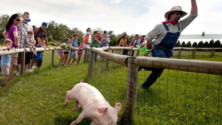 Farmer Fred races pigs at the Barnyard Adventure at Harbes...