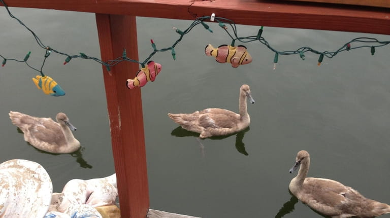 Swans are frequent visitors to Sal Cataldi's house barge. A...