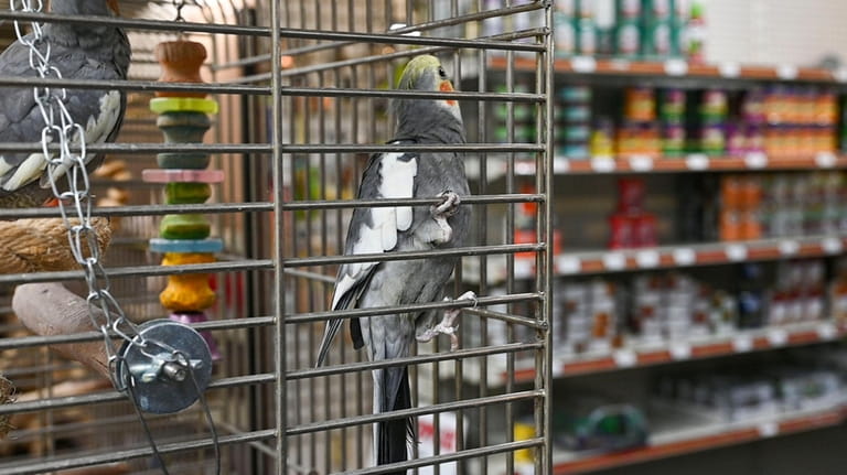 One of the occupants at Selmer's Pet Land on Thursday.