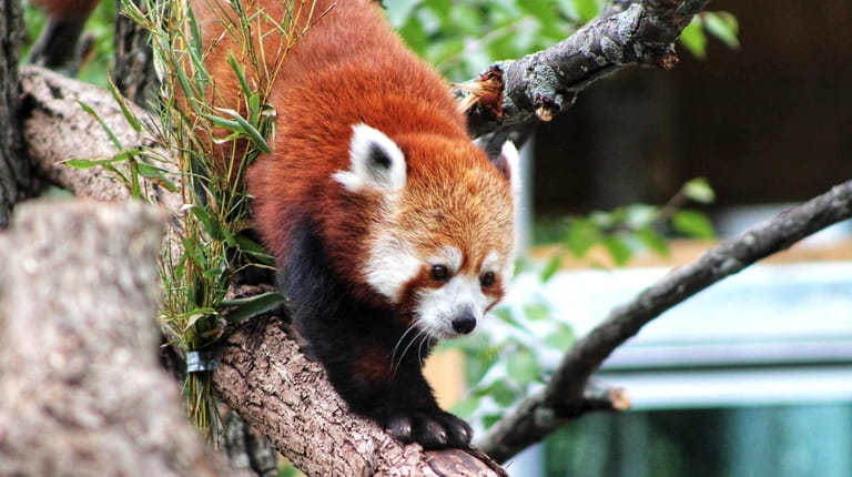 This red panda is a resident of Seneca Park Zoo in...