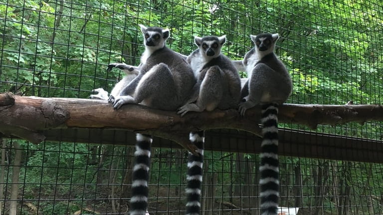 Lemurs are just one of many animals you can see...