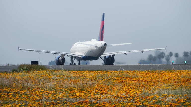 Flowers carpet the ground around the runways as a jet...