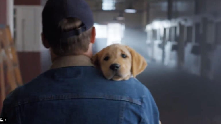 Budweiser's "Puppy Love" Super Bowl commercial, a fan favorite.