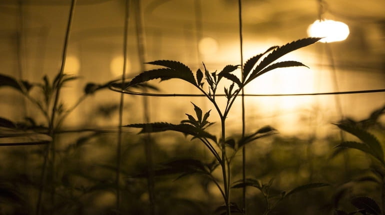 Young marijuana plants grow at the Smokey Point Productions facility...