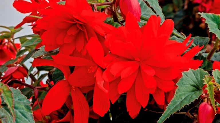 Funky Scarlet Begonia are long-blooming and heat-tolerant, attracting butterflies and hummingbirds...