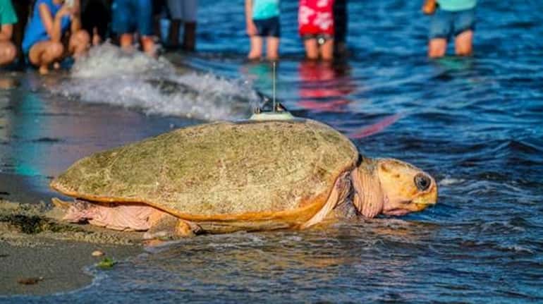 Munchkin, a rescued 330 pound loggerhead sea turtle, was near...