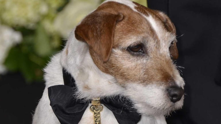 Uggie, one of the stars of the Oscar best picture...
