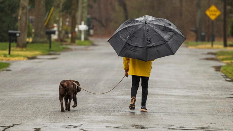 Cheryl Furman walks her 9-year-old chocolate Labrador retriever, Moose, in...