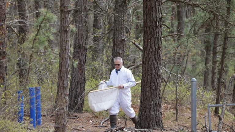Entomologist Scott Campbell searches for ticks in the woods in Calverton.