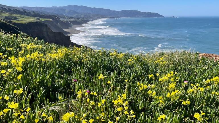 Overlooking the Pacific Ocean, flowers bloom in Mussel Rock Park...