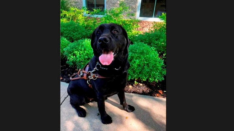 Milton, a 3-year-old black Labrador retriever, died after being left for...