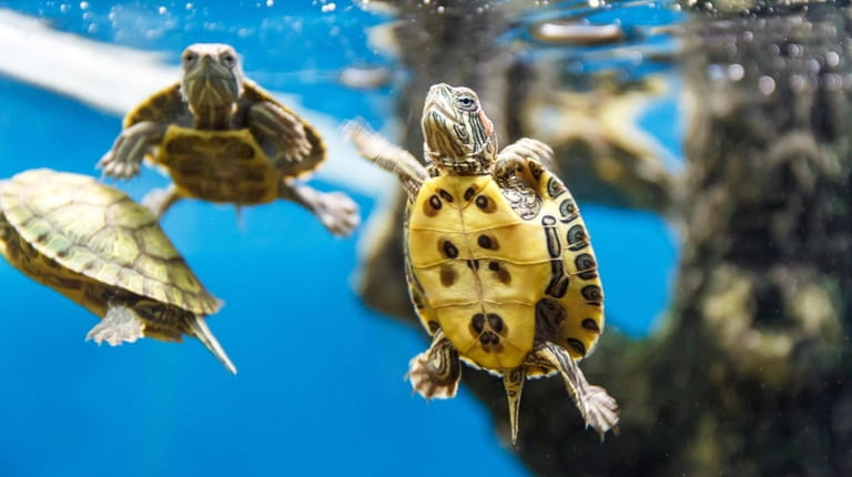 Turtles swimming in a home aquarium.