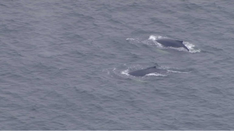 Two humpback whales were spotted swimming off the coast of...