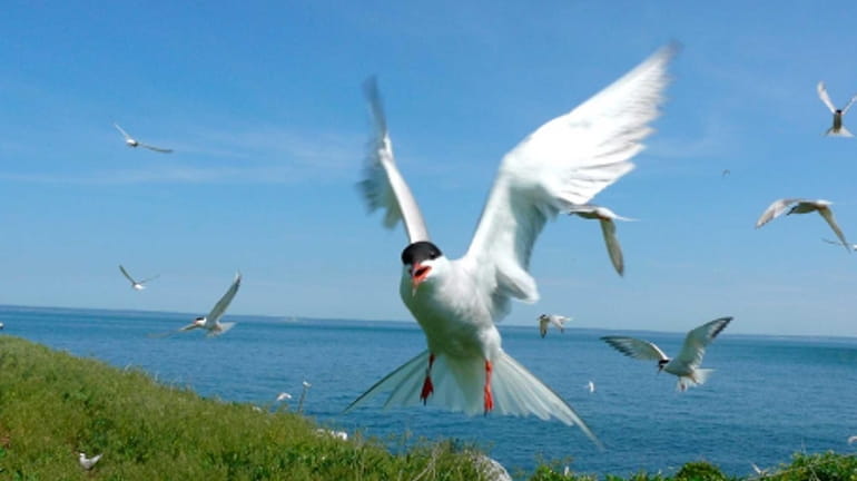 Roseate terns at Great Gull Island on the East End....
