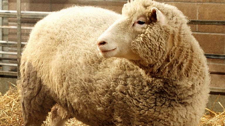 Dolly, the first cloned sheep produced through nuclear transfer from...